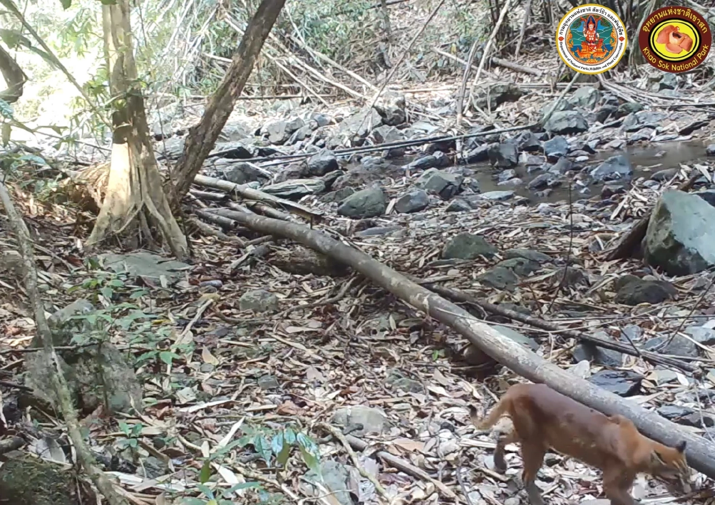 เสือไฟ ภาพจาก FB กรมอุทยานแห่งชาติ สัตว์ป่า และพันธุ์พืช