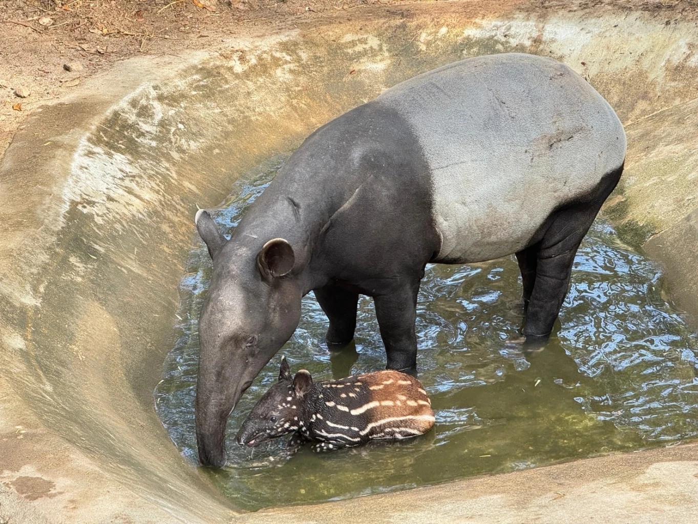 ภาพสมเสร็จแม่ลูก ที่สวนสัตว์เปิดเขาเขียว จ.ชลบุรี
