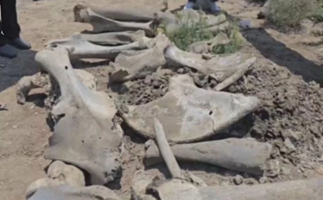 พบ "โครงกระดูกช้างโบราณ" ถูกฝังบ่อดิน ในพื้นที่สมุทรสาคร คาดอายุหลายร้อยปี