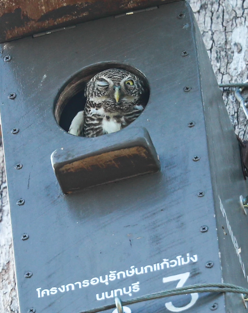 รังเทียมนี้ "โม่ง" ไม่อยู่ "เค้า" ยึดก่อนนะ