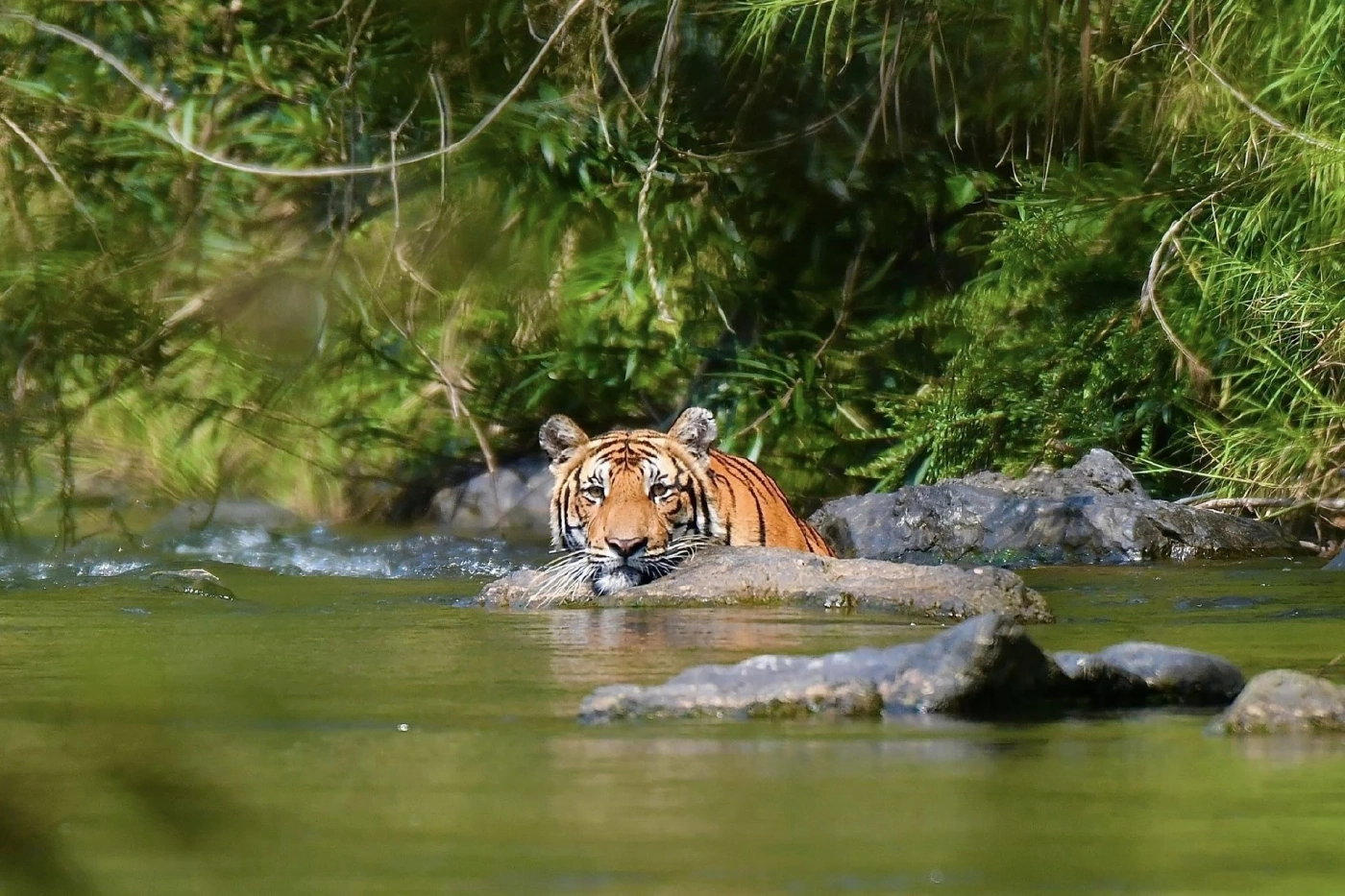 เสือโคร่ง เครดิตภาพจากเฟซบุ๊ก กรมอุทยานแห่งชาติ สัตว์ป่า และพันธุ์พืช