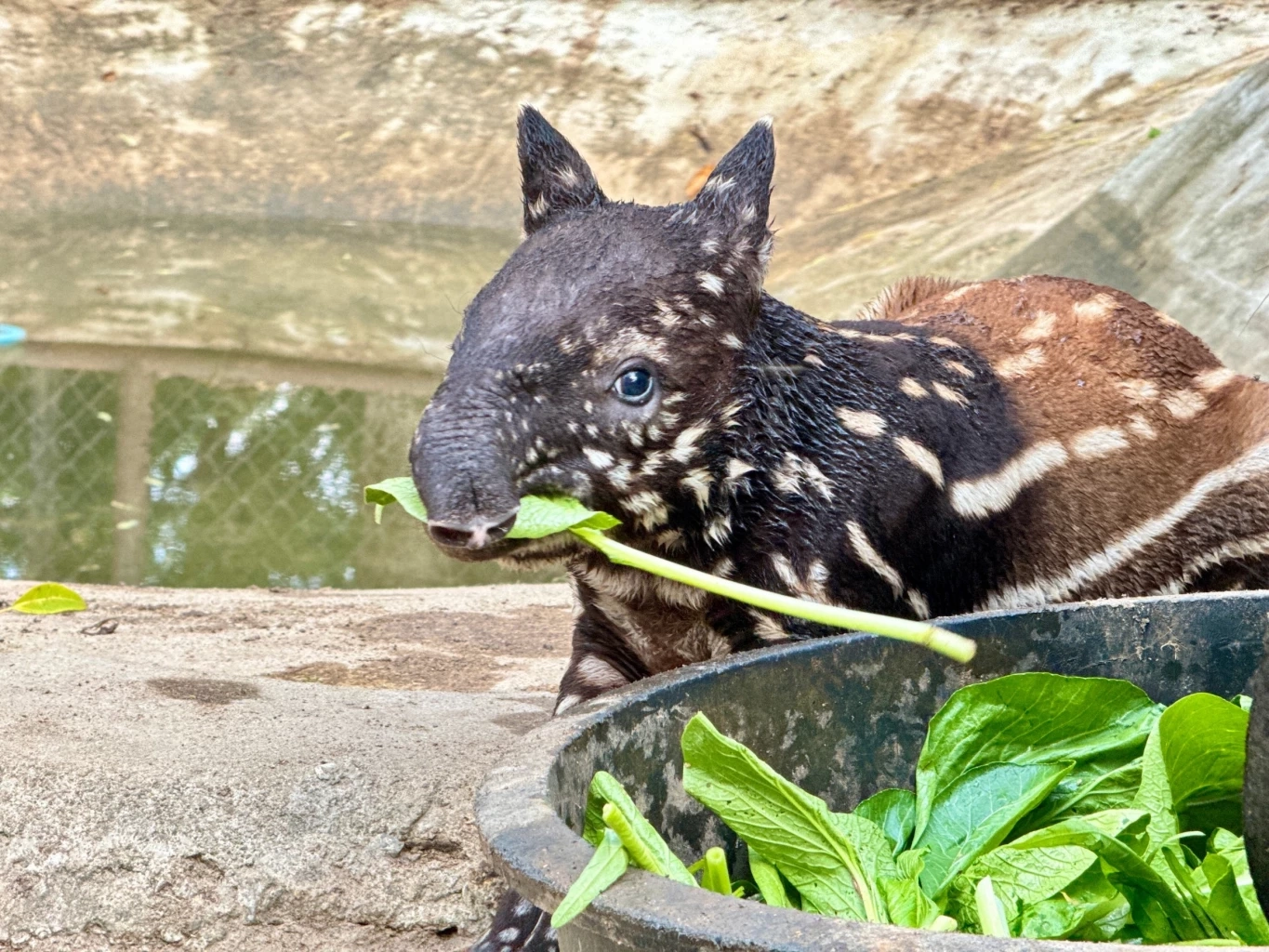 ลูกสมเสร็จ ที่สวนสัตว์เปิดเขาเขียว จ.ชลบุรี