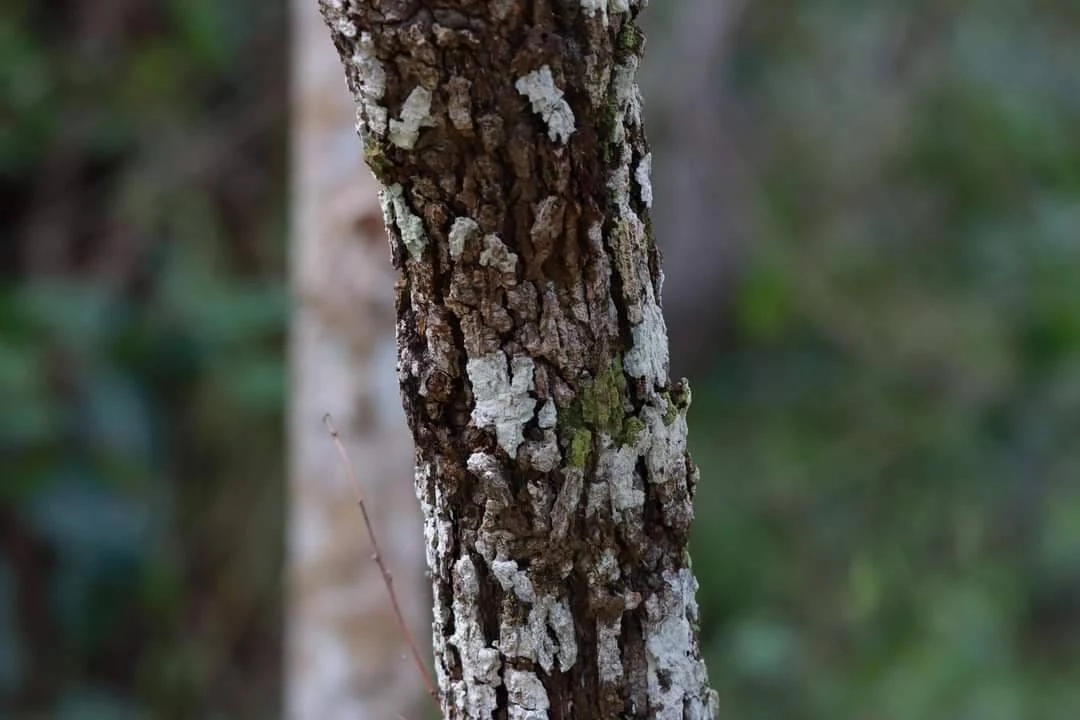 เครดิตภาพจาก เพจเฟซบุ๊ก ประชาสัมพันธ์ กรมอุทยานแห่งชาติ สัตว์ป่า และพันธุ์พืช