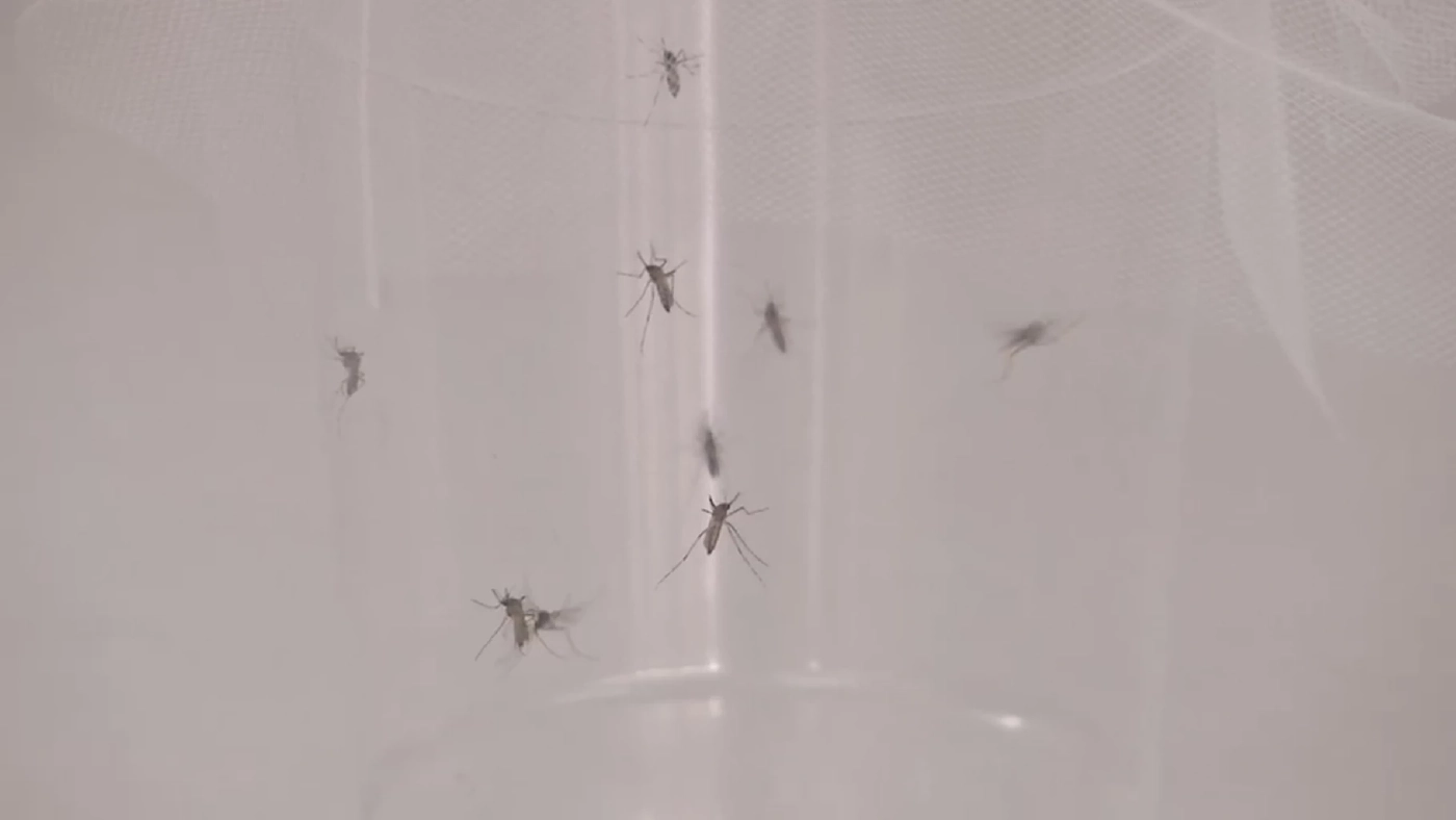 25 เมษา "วันมาลาเรียโลก" รู้ทันพาหะนำโรคที่สำคัญ วิธีสังเกตอาการ และการป้องกัน