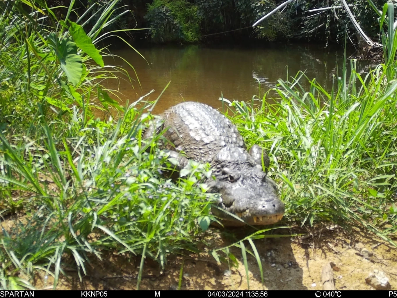 จระเข้น้ำจืด เครดิตภาพจากเฟซบุ๊ก กรมอุทยานแห่งชาติ สัตว์ป่า และพันธุ์พืช