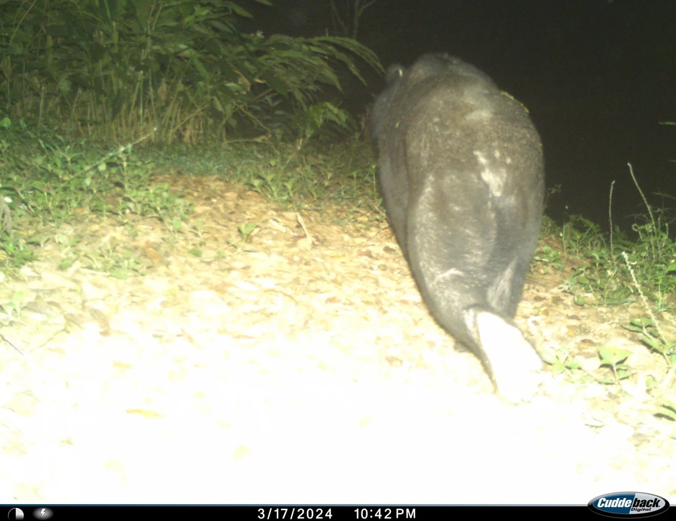 หมีควาย เครดิตภาพจากเฟซบุ๊ก กรมอุทยานแห่งชาติ สัตว์ป่า และพันธุ์พืช