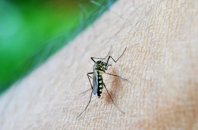 25 เมษา "วันมาลาเรียโลก" รู้ทันพาหะนำโรคที่สำคัญ วิธีสังเกตอาการ และการป้องกัน