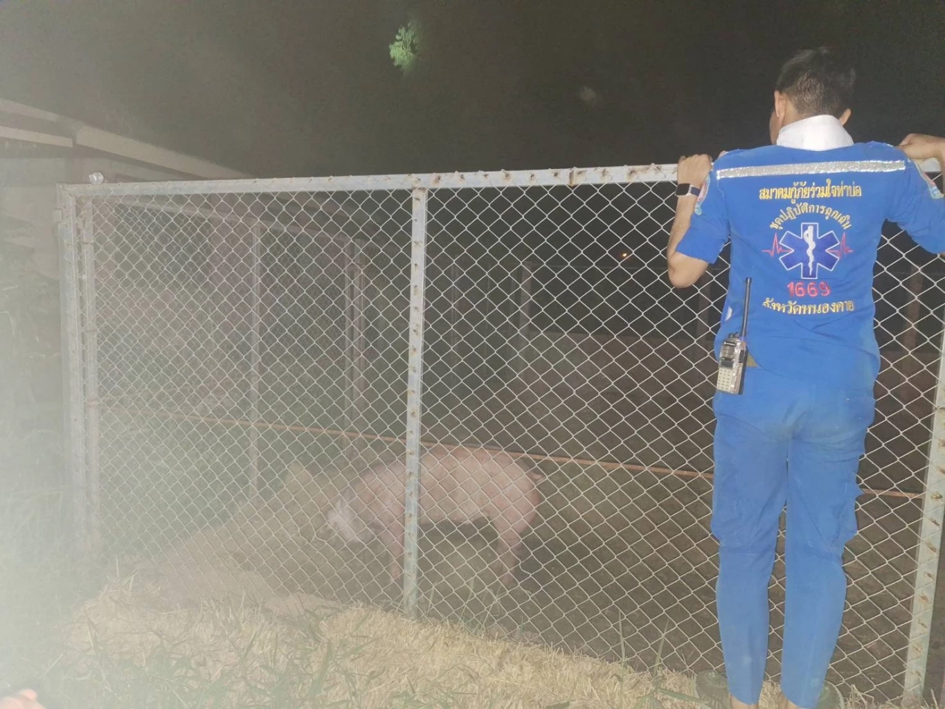 หมูกระโดดจากรถ ขณะถูกพาไปโรงฆ่าสัตว์ ตำรวจใจบุญไถ่ชีวิตนำไปเลี้ยง