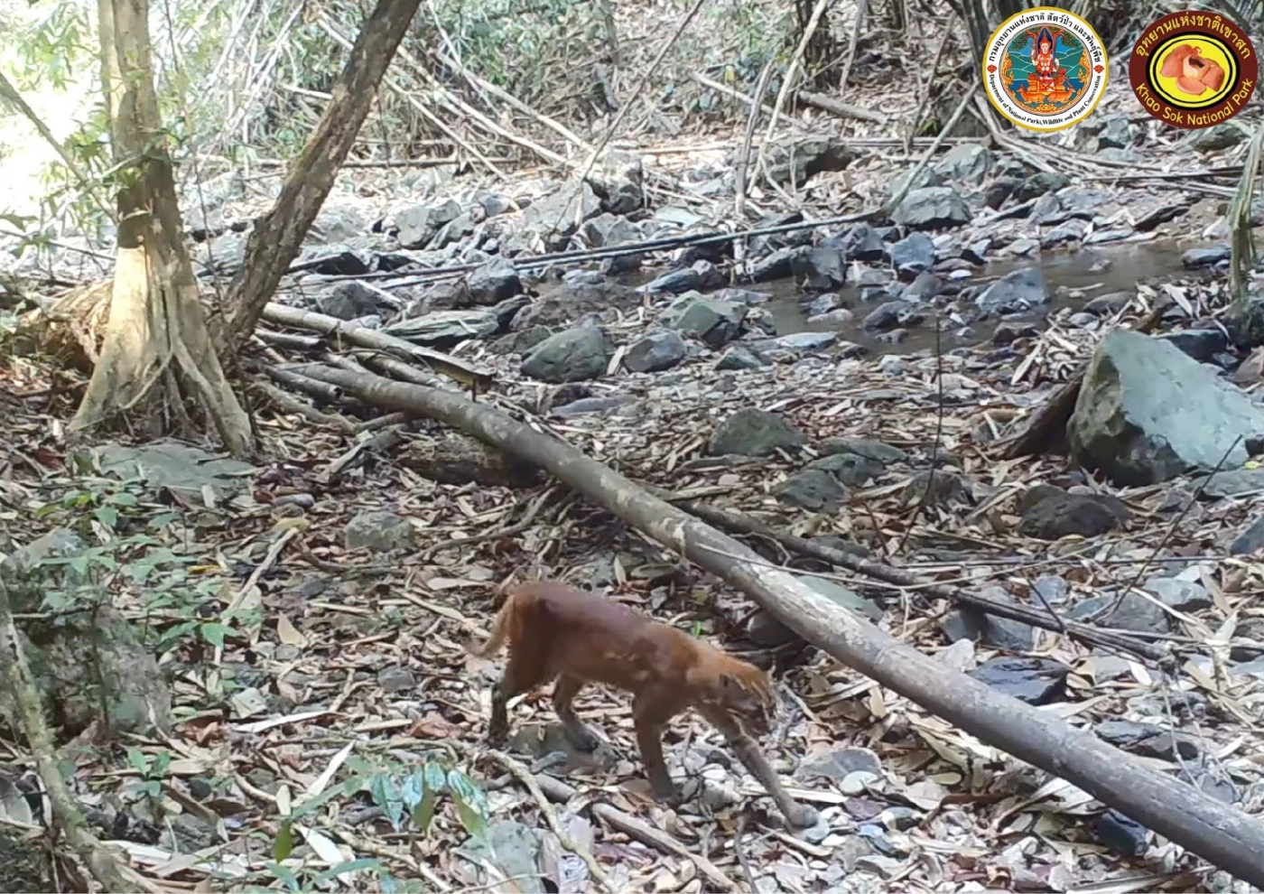เสือไฟ ภาพจาก FB กรมอุทยานแห่งชาติ สัตว์ป่า และพันธุ์พืช
