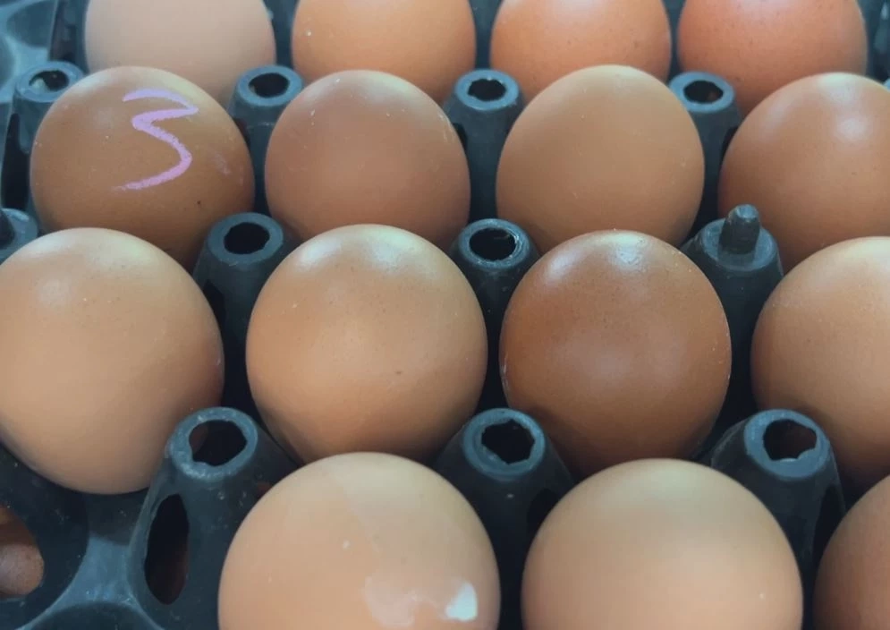 ร้านขายไข่โอด "ไข่ไก่" ขึ้นราคารอบที่ 2 ของเดือน คนซื้อน้อยลง ซ้ำอากาศร้อนดูแลรักษายาก