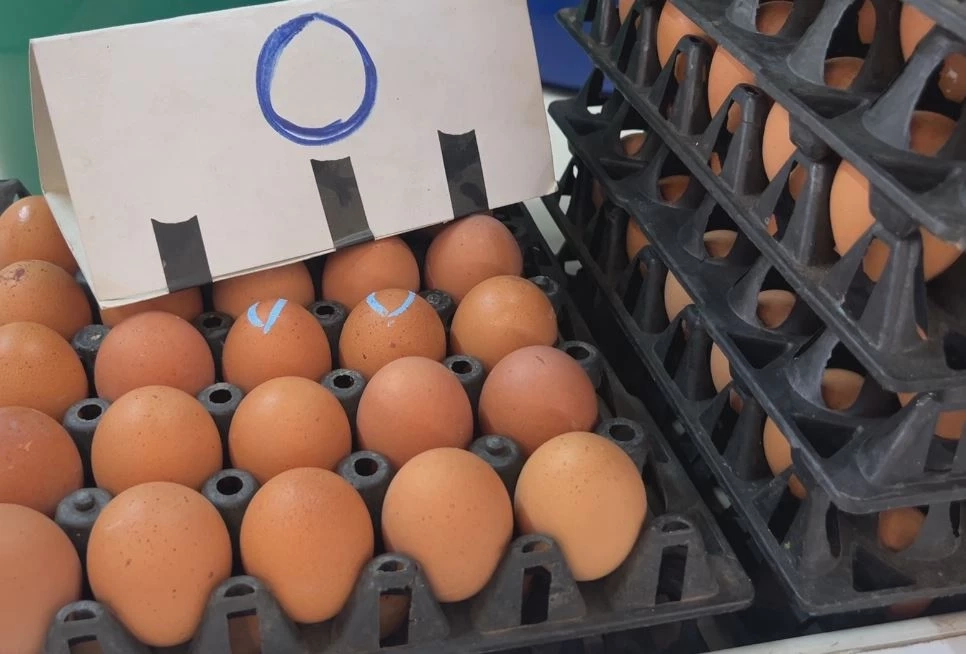 ร้านขายไข่โอด "ไข่ไก่" ขึ้นราคารอบที่ 2 ของเดือน คนซื้อน้อยลง ซ้ำอากาศร้อนดูแลรักษายาก