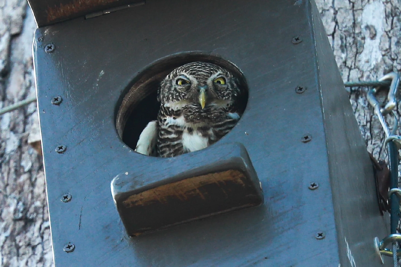 รังเทียมนี้ "โม่ง" ไม่อยู่ "เค้า" ยึดก่อนนะ