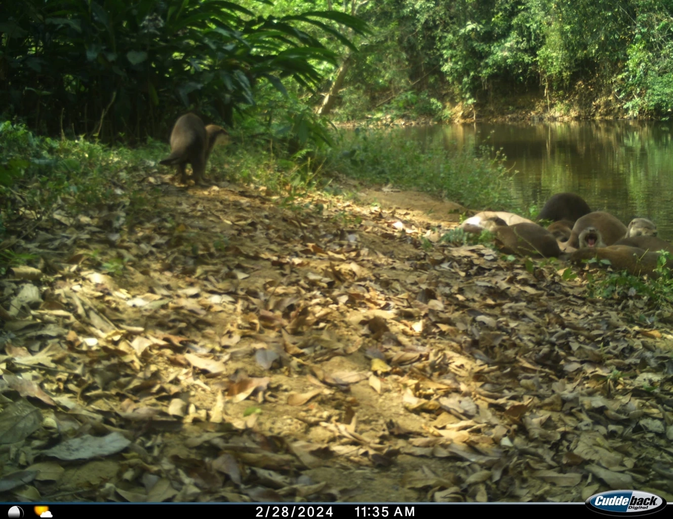 นากใหญ่ขนเรียบ เครดิตภาพจากเฟซบุ๊ก กรมอุทยานแห่งชาติ สัตว์ป่า และพันธุ์พืช