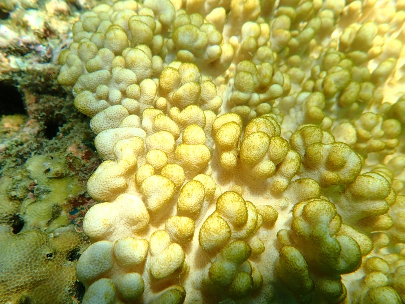 สถานการณ์น่าเป็นห่วง "ทะเลเดือด" สะเทือนถึงสิ่งมีชีวิตทางทะเล