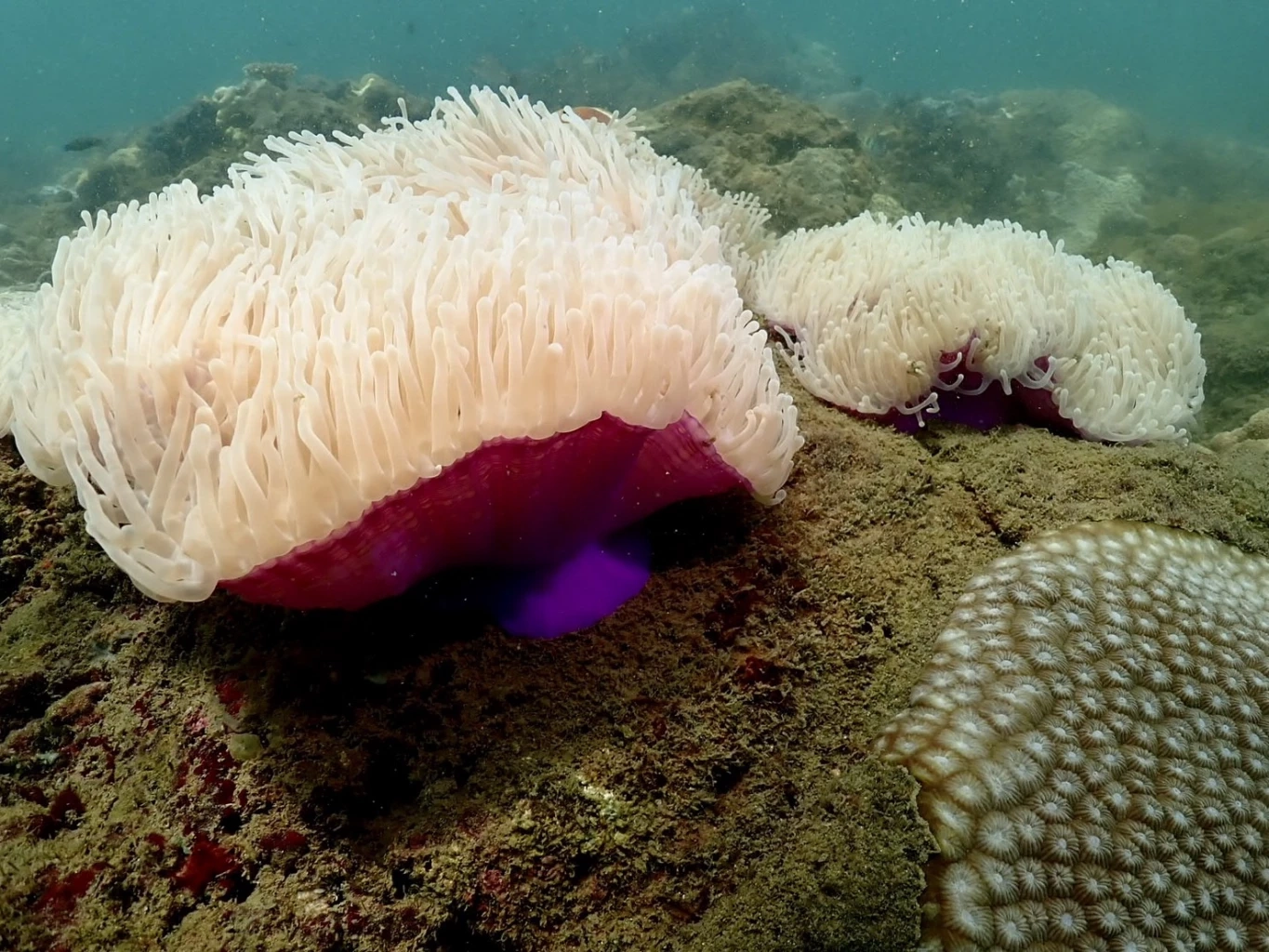 น่าห่วง! "ดอกไม้ทะเล" เกาะมุก บ้านปลาการ์ตูน ยังเกิดปรากฏการณ์ฟอกขาวต่อเนื่อง