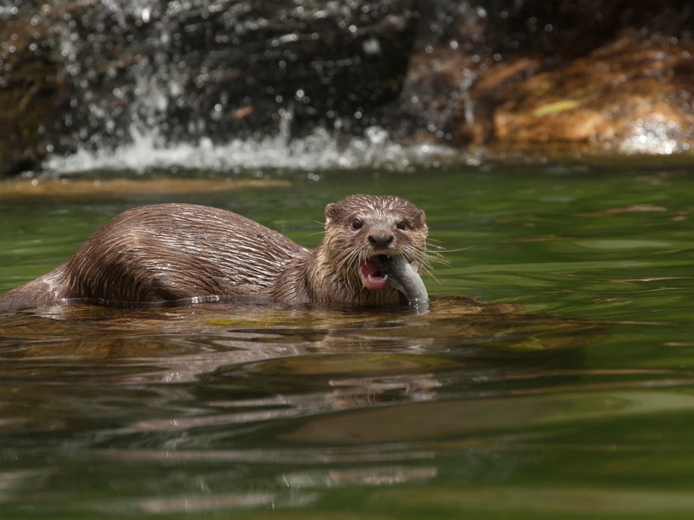 นากจมูกขน ภาพโดย Hengky Pagipho / shutterstock