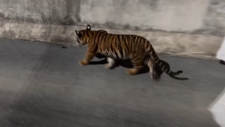 เจ้าของรับแล้ว น้องเสือย้อมสี ที่แท้เป็นเสือโคร่ง ไม่ใช่ "ไลเกอร์"