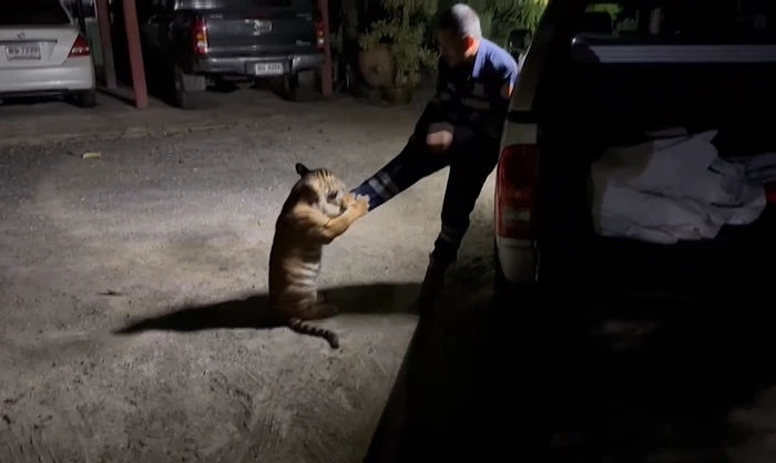 เจ้าของรับแล้ว น้องเสือย้อมสี ที่แท้เป็นเสือโคร่ง ไม่ใช่ "ไลเกอร์"