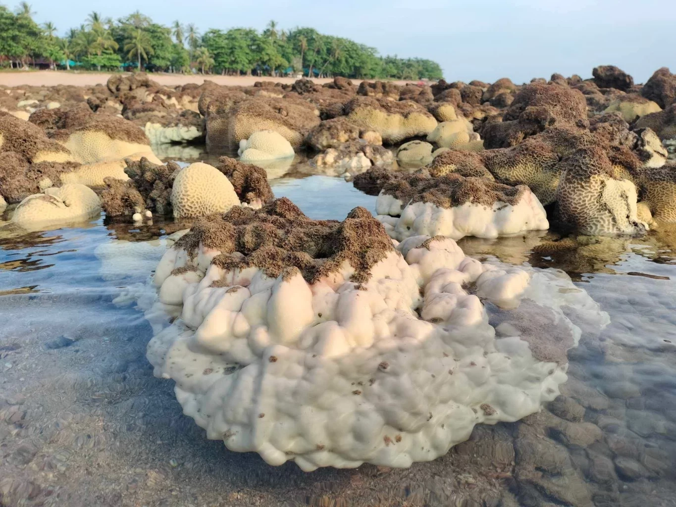 อัปเดตสถานการณ์ "ปะการังฟอกขาว" ล่าสุด พบในเขตอุทยานฯ 12 แห่ง สั่งปิดพื้นที่ห้ามรบกวน