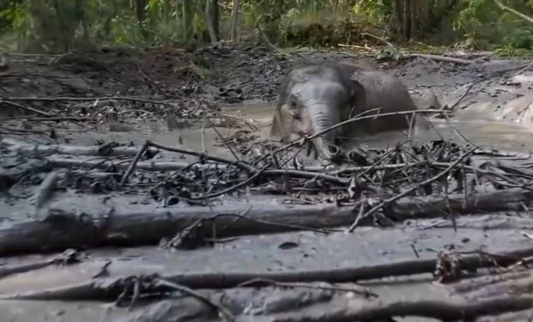 จนท.ระดมช่วย "ลูกช้างป่า" ตกบ่อโคลน 2 วัน สุดท้าย "แม่ช้าง" ช่วยขึ้นมาได้