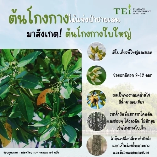 10 พฤษภาคม วันป่าชายเลนแห่งชาติ ชวนรู้จัก “โกงกาง” หัวใจระบบนิเวศชายฝั่ง