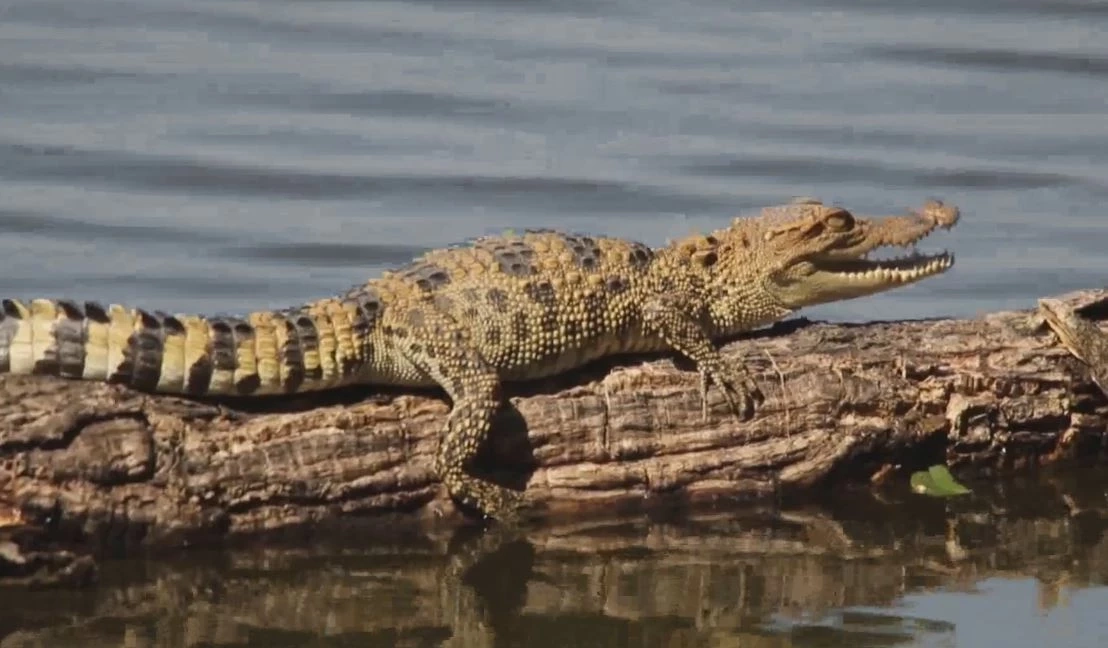ยลโฉมลูกจระเข้เกิดใหม่ 8 ตัว ในเขตห้ามล่าฯ บึงบอระเพ็ด คาดระบบนิเวศสมบูรณ์