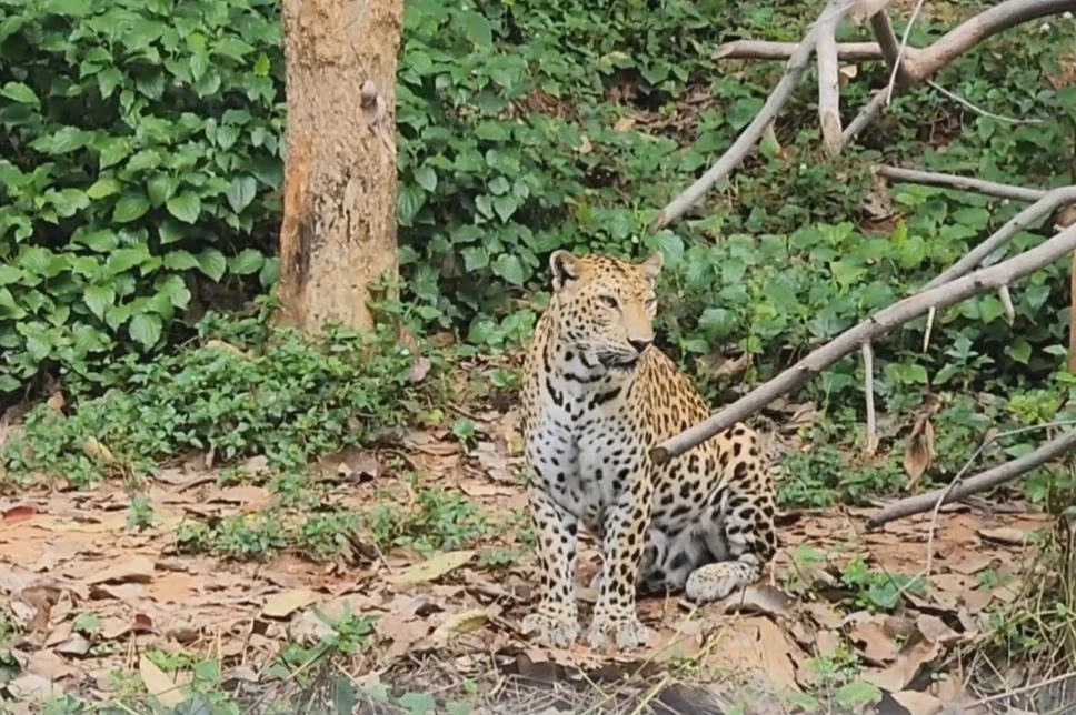 3 พ.ค. "วันเสือดาวสากล" ร่วมตระหนักถึงคุณค่ายอดนักล่าแห่งผืนป่า