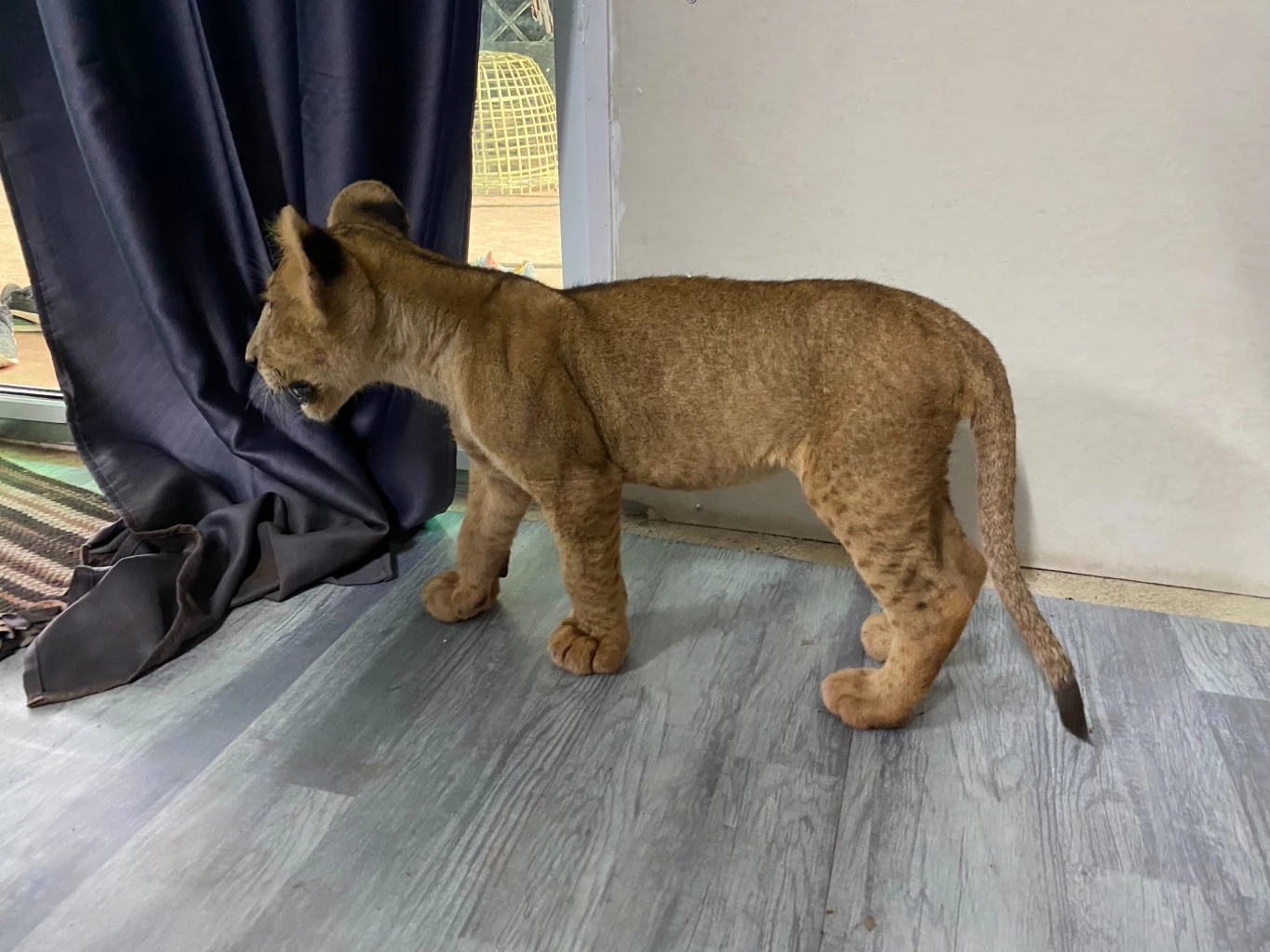 เจ้าของรับแล้ว น้องเสือย้อมสี ที่แท้เป็นเสือโคร่ง ไม่ใช่ "ไลเกอร์"