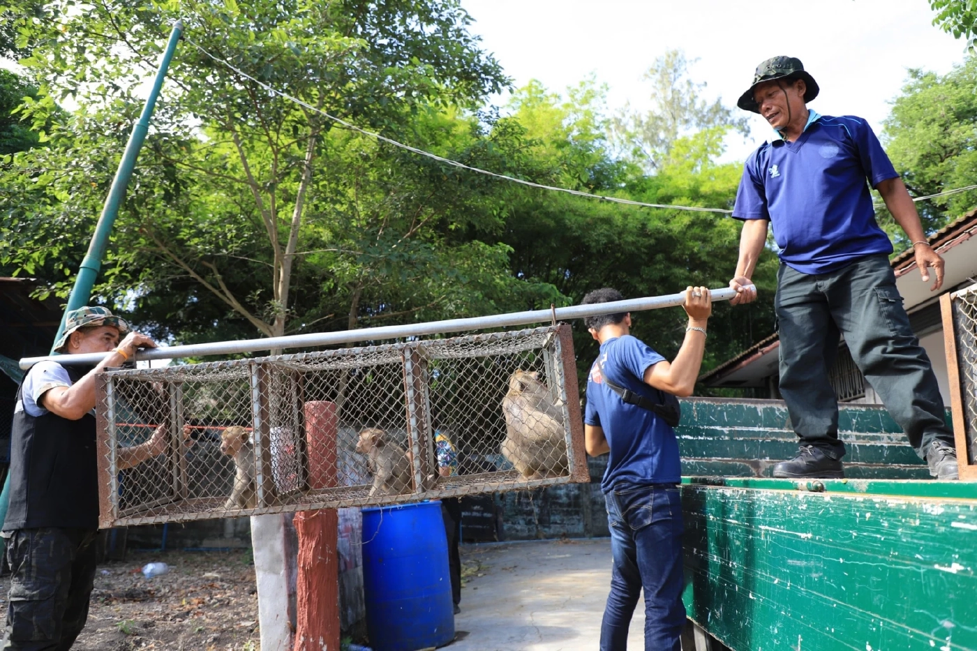 เสร็จแล้ว! กรงอนุบาลลิงโพธิ์เก้าต้น พร้อมนำลิงเข้าทดสอบความแข็งแรง 15 พ.ค. นี้
