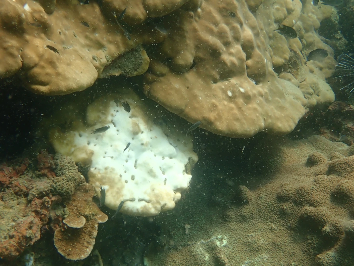 สถานการณ์น่าเป็นห่วง "ทะเลเดือด" สะเทือนถึงสิ่งมีชีวิตทางทะเล