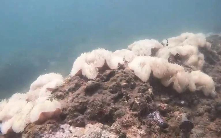 น่าห่วง! "ดอกไม้ทะเล" เกาะมุก บ้านปลาการ์ตูน ยังเกิดปรากฏการณ์ฟอกขาวต่อเนื่อง