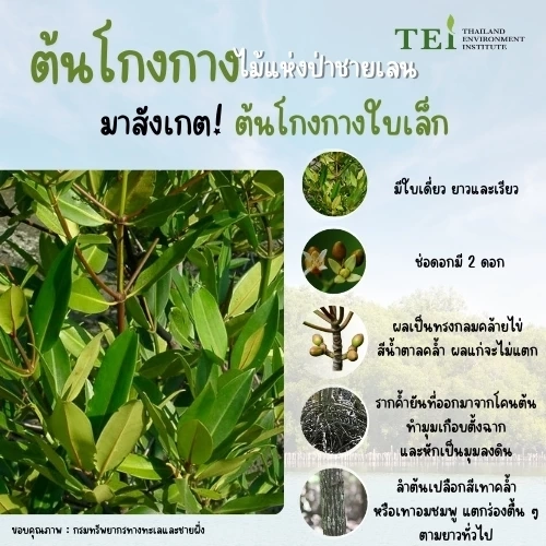 10 พฤษภาคม วันป่าชายเลนแห่งชาติ ชวนรู้จัก “โกงกาง” หัวใจระบบนิเวศชายฝั่ง