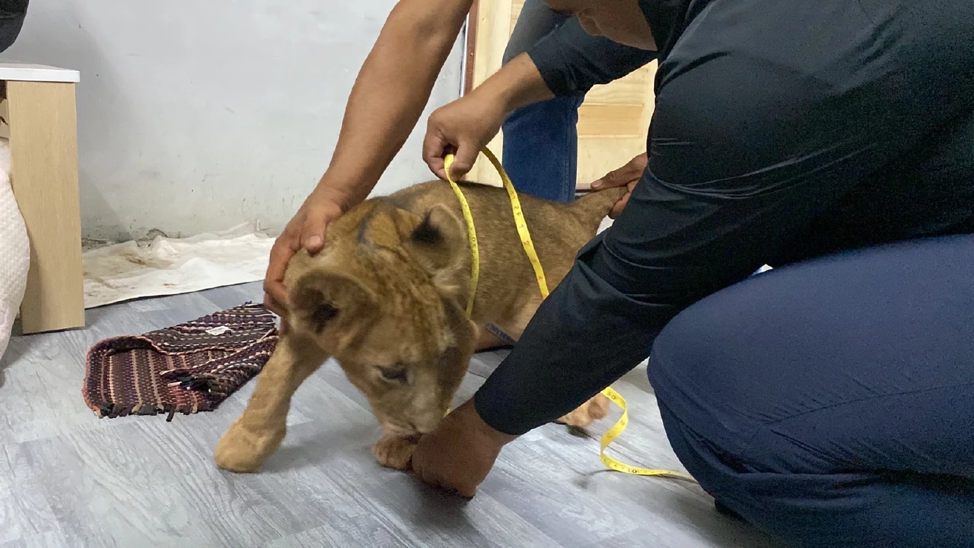 เจ้าของรับแล้ว น้องเสือย้อมสี ที่แท้เป็นเสือโคร่ง ไม่ใช่ "ไลเกอร์"