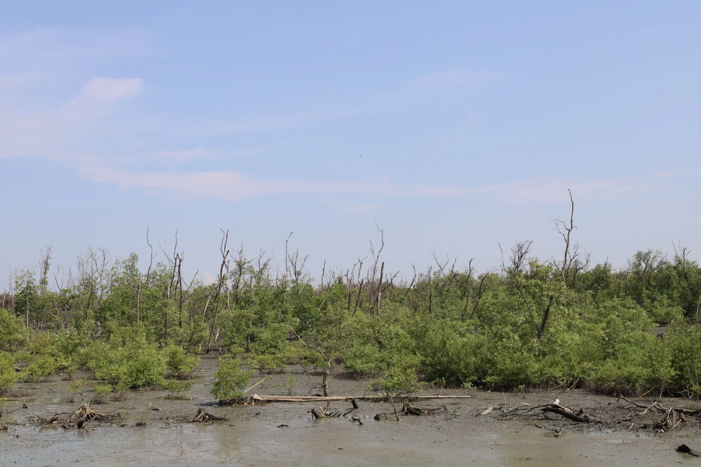 10 พฤษภาคม วันป่าชายเลนแห่งชาติ ชวนรู้จัก “โกงกาง” หัวใจระบบนิเวศชายฝั่ง