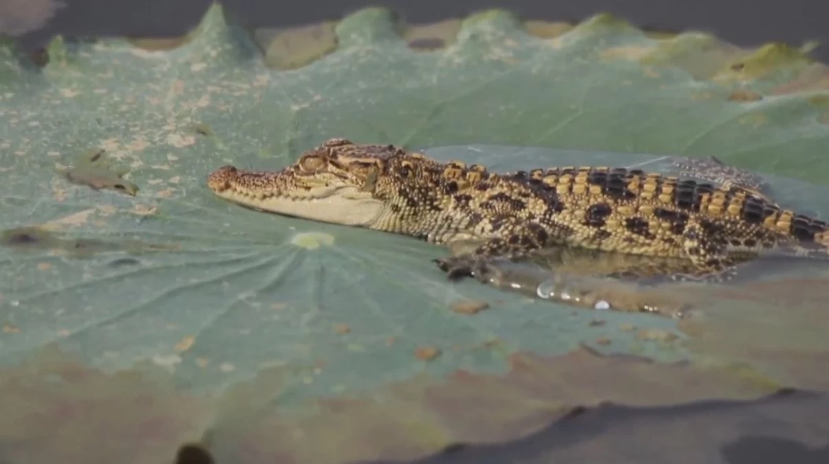 ยลโฉมลูกจระเข้เกิดใหม่ 8 ตัว ในเขตห้ามล่าฯ บึงบอระเพ็ด คาดระบบนิเวศสมบูรณ์