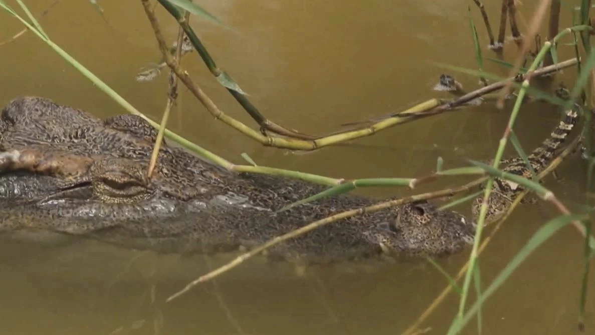 ยลโฉมลูกจระเข้เกิดใหม่ 8 ตัว ในเขตห้ามล่าฯ บึงบอระเพ็ด คาดระบบนิเวศสมบูรณ์