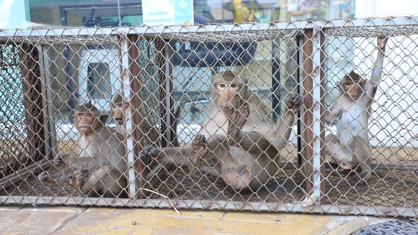 เสร็จแล้ว! กรงอนุบาลลิงโพธิ์เก้าต้น พร้อมนำลิงเข้าทดสอบความแข็งแรง 15 พ.ค. นี้