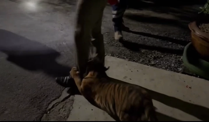 เจ้าของรับแล้ว น้องเสือย้อมสี ที่แท้เป็นเสือโคร่ง ไม่ใช่ "ไลเกอร์"