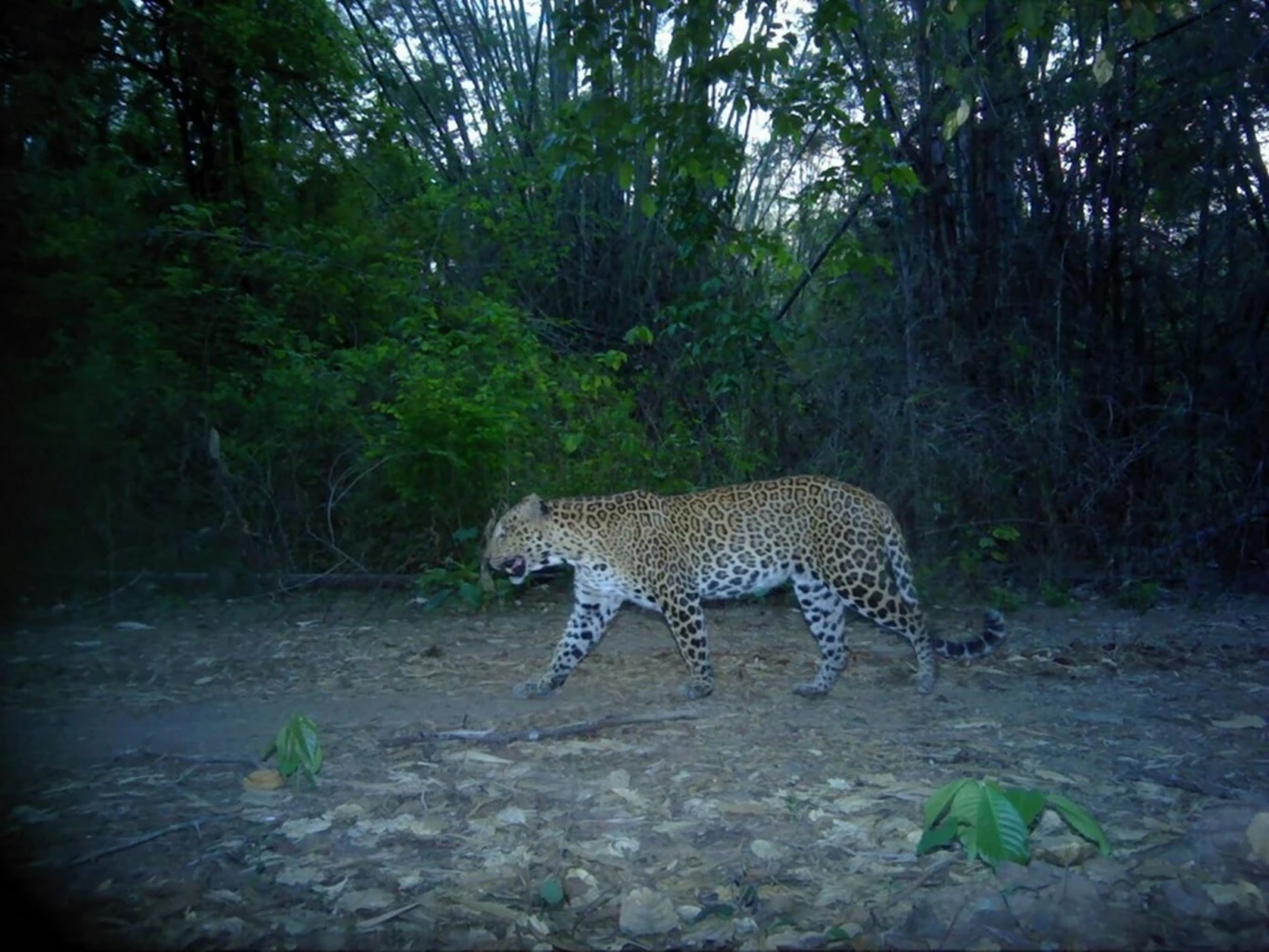 เสือดาว ภาพโดยเพจ กรมอุทยานแห่งชาติ สัตว์ป่า และพันธุ์พืช