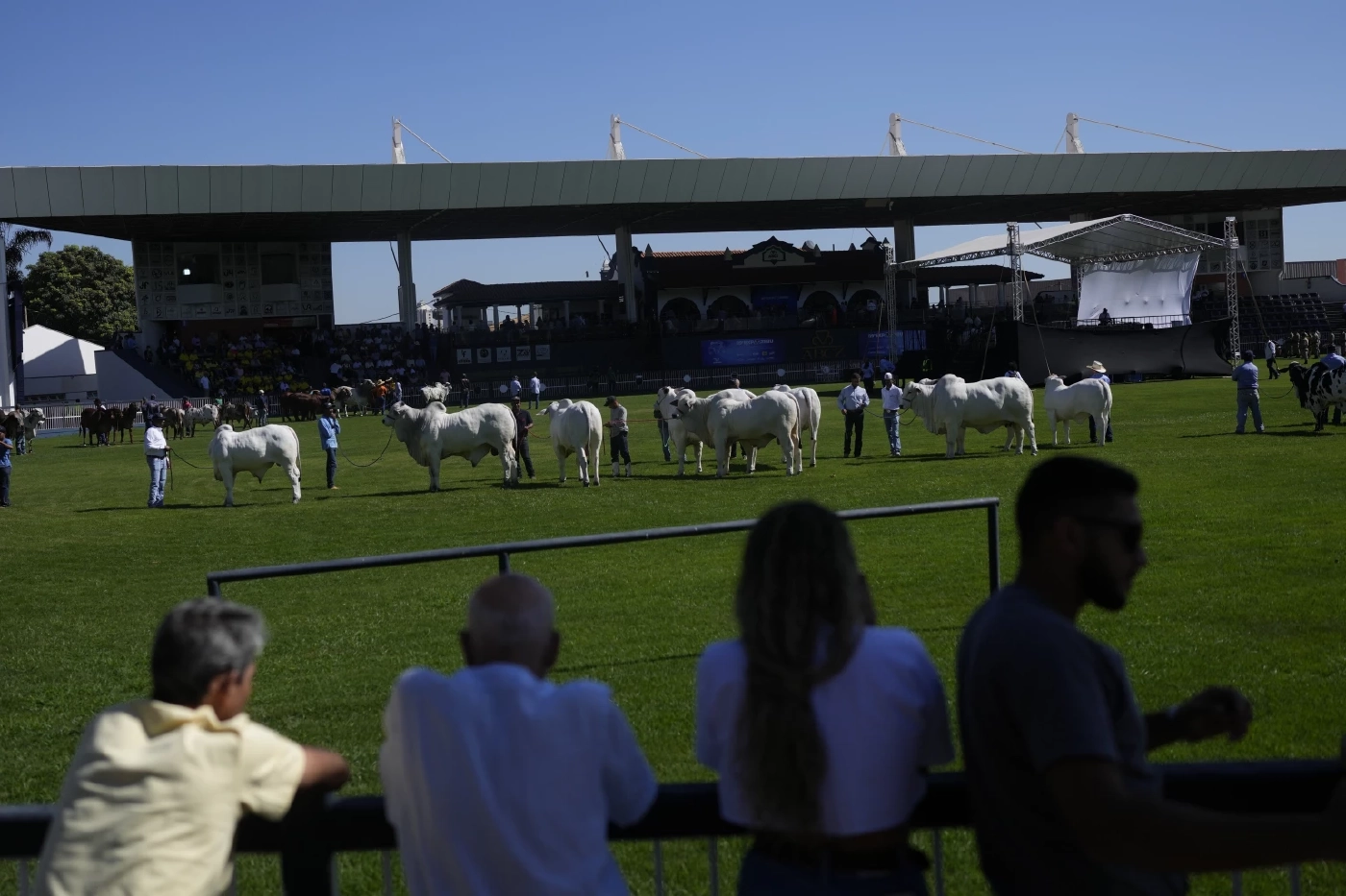 ส่องมิสยูนิเวิร์สแห่งวงการวัวโลก “วิอาทินา” ครองสถิติค่าตัวสูงสุด 150 ล้าน