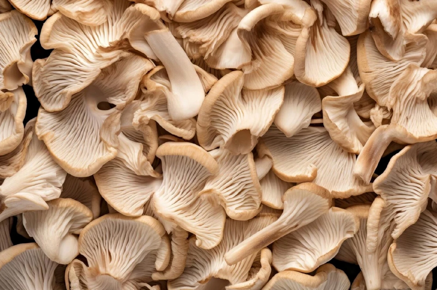 เปิดประโยชน์ของ “เห็ด” และอันตรายของ “เห็ดพิษ“ ผลผลิตจากธรรมชาติช่วงหน้าฝน