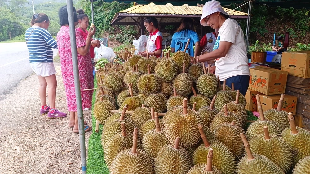 คึกคักวันหยุด นทท.แห่กิน "ทุเรียนสาลิกา" ถึงในสวนที่อำเภอกะปง