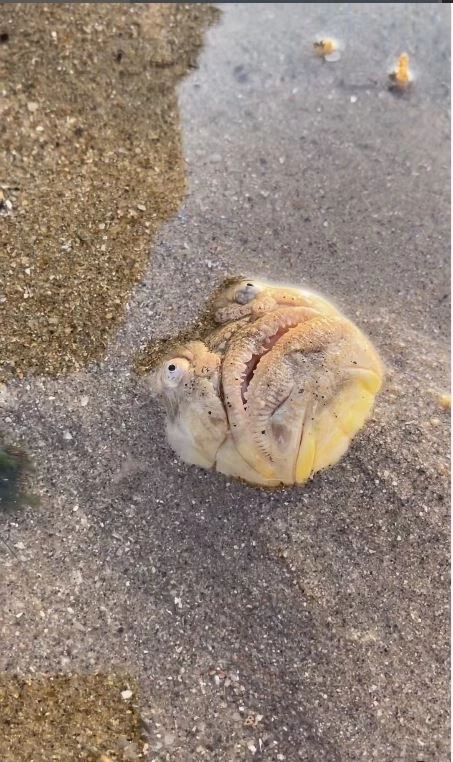 ฮือฮา! พบปลาหน้าตาประหลาดโผล่ชายหาด ส่งสัญญาณความผิดปกติทางธรรมชาติ?