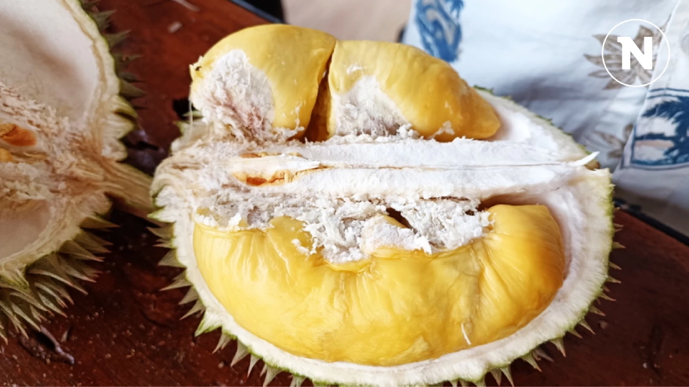 คึกคักวันหยุด นทท.แห่กิน "ทุเรียนสาลิกา" ถึงในสวนที่อำเภอกะปง