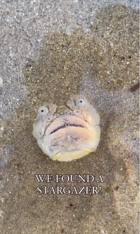 ฮือฮา! พบปลาหน้าตาประหลาดโผล่ชายหาด ส่งสัญญาณความผิดปกติทางธรรมชาติ?