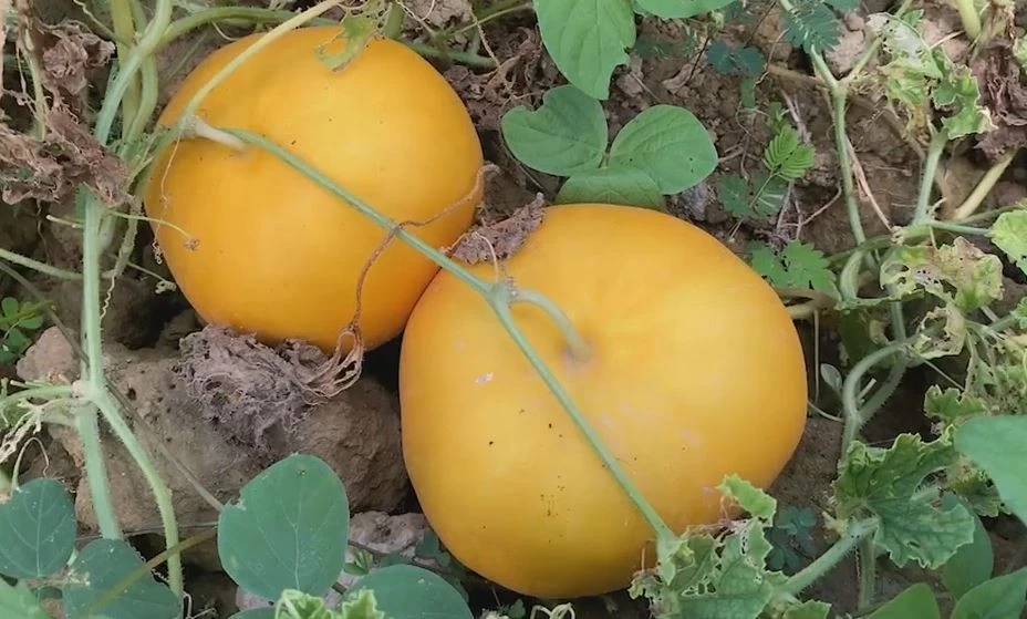 \"แตงส้ม\" พืชเศรษฐกิจตัวใหม่ ปลูก 30 วันเก็บขาย รังสรรค์ได้สารพัดเมนู