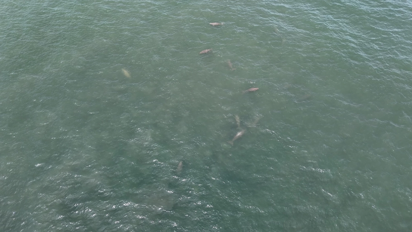 สัญญาณดี! สำรวจพบ "พะยูน" ตรัง เริงร่า รวมฝูง 20 ตัว บริเวณหาดหยงหลำ-เกาะมุกด์