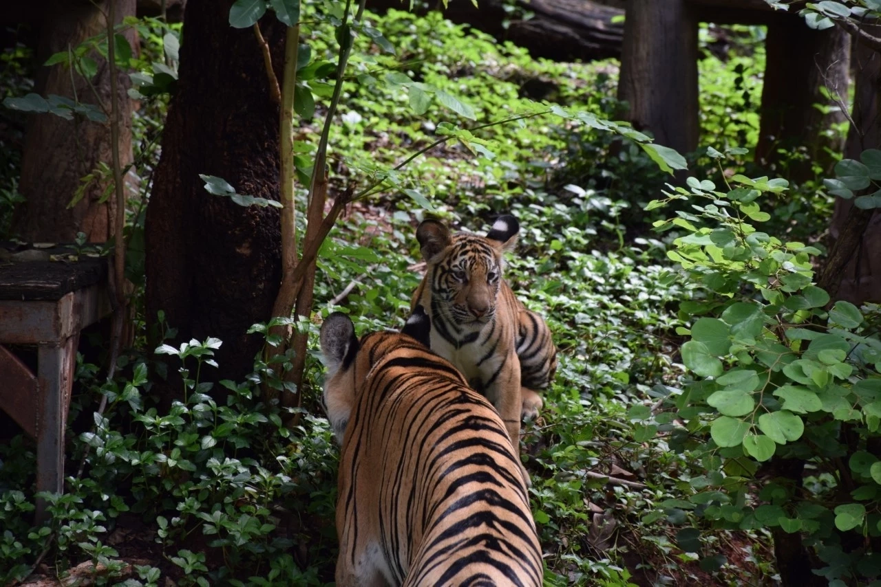 นทท.แห่เที่ยวสวนสัตว์โคราชคึกคัก พร้อมชม "น้องมังกร" ในวันเสือโคร่งโลก