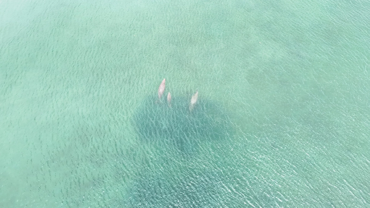 สัญญาณดี! สำรวจพบ "พะยูน" ตรัง เริงร่า รวมฝูง 20 ตัว บริเวณหาดหยงหลำ-เกาะมุกด์