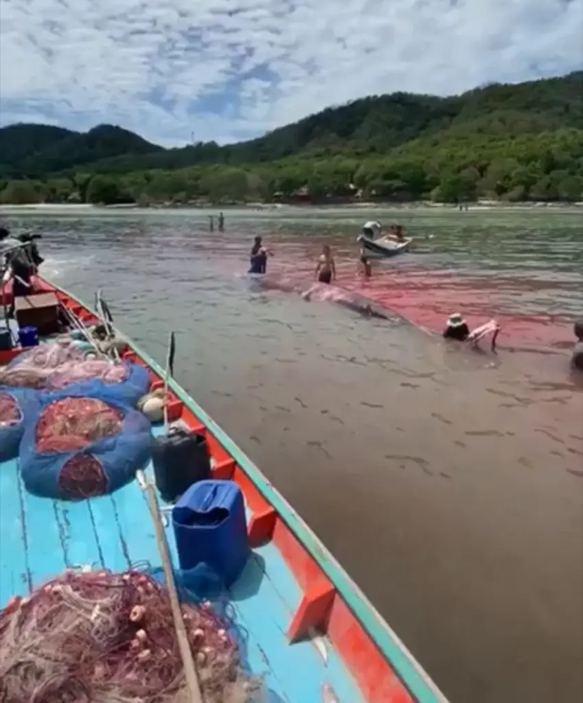 สลด วาฬบรูด้า ยักษ์ เกยตื้นติดโขดหิน ดิ้นจนหางหัก หินบาดทั้งตัว ก่อนสิ้นใจ